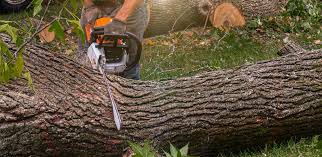 Trusted Littlerock, CA Tree Care Experts