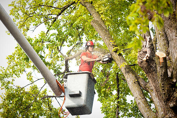 How Our Tree Care Process Works  in  Littlerock, CA